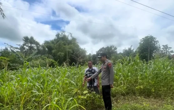 Polsek Batuputih Pantau Perawatan Jagung Lokal Dukung Ketahanan Pangan
