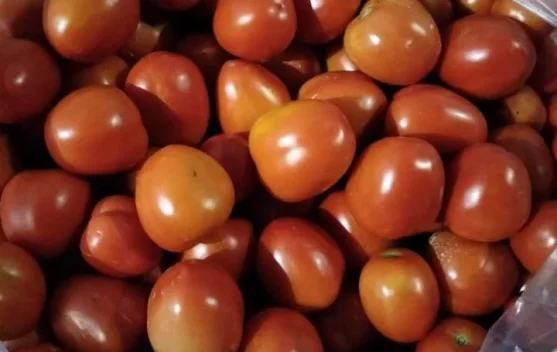 Harga Tomat Anjlok, Sebagian Petani Sumenep Memilih Tidak Memanen Hasil Kebun