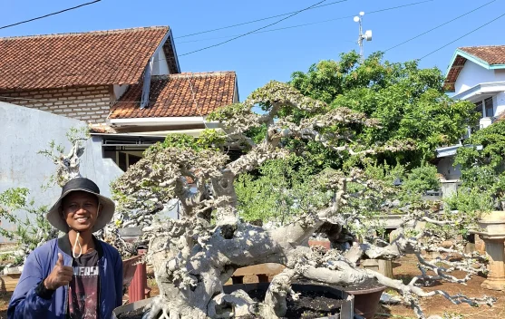 Bonsai Serut Kian Diminati, Peluang Usaha Tanaman Hias Terus Berkembang
