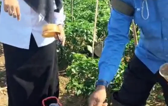 DKPP Sumenep Gencarkan Pengendalian Bakteri Layu pada Cabai di Lenteng