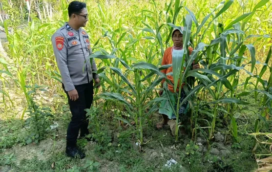 Personel Polsek Batuputih Polresta Sumenep Pantau Tanaman Jagung Warga
