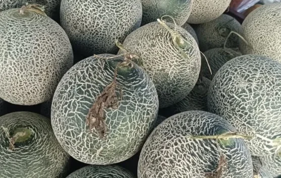 Tips Memilih Buah Melon yang Manis dan Segar