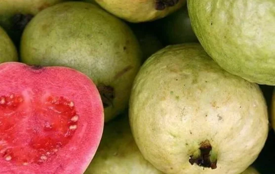 Makan Langsung atau Jus, Mana Cara Terbaik Menikmati Jambu Biji Merah?