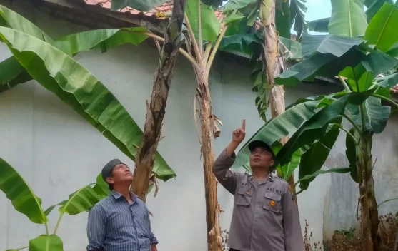 Polsek Batuputih Polresta Sumenep Dorong Ketahanan Pangan Warga