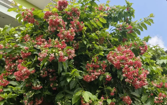 Benarkah Melihat yang Hijau-Hijau Bisa Menyehatkan Mata? Ini Penjelasannya