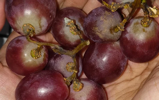 Sering Jadi Camilan, ternyata Anggur Merah Punya Kandungan Baik untuk Kesehatan