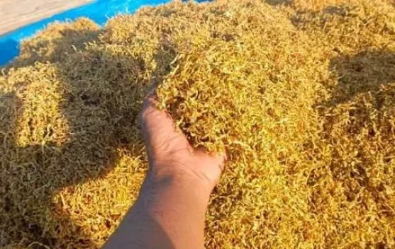 Hasil Panen Tembakau di Sumenep Diperkirakan Tembus 9.600 Ton
