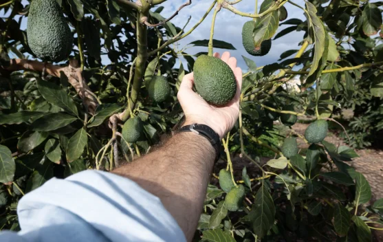 Superfood Favorit, Pertanian Alpukat Ancaman Tersembunyi bagi Lingkungan