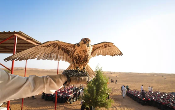 Mengenal Falconry di Uni Emirat Arab