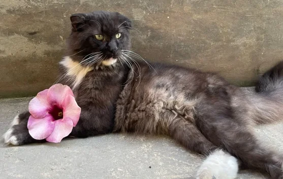Bukan Cuma Manusia, Kucing juga Bisa Donor Darah!