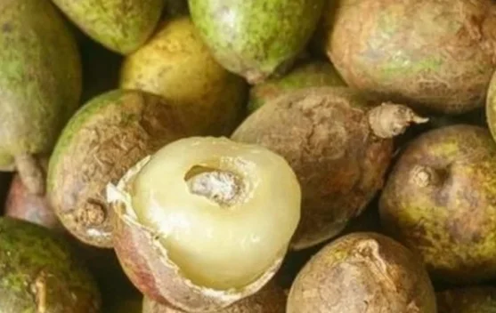 Matoa, Buah Tropis Khas Papua yang Mulai Diminati Warga Sumenep