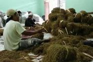 Memasuki Masa Panen, PR Lokal Diminta Serap Maksimal Hasil Panen Tembakau