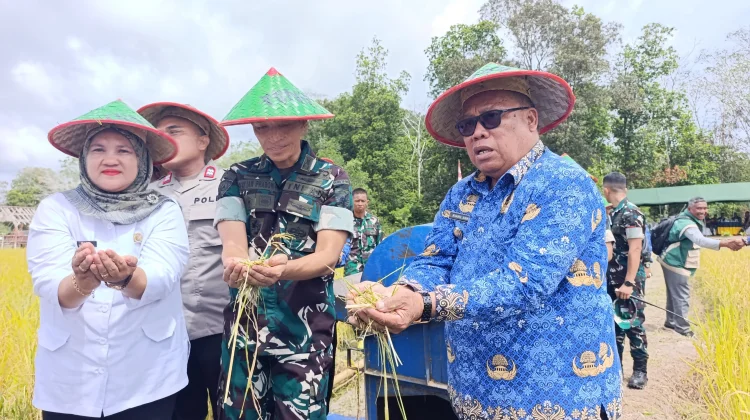 Panen Raya Yonif TP 845/Ksatria Satam Perkuat Ketahanan Pangan Beltim