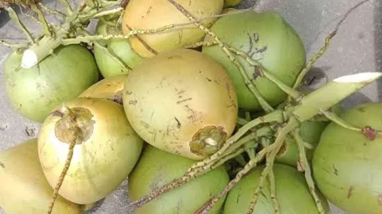 Kelapa Muda, Pilihan Minuman saat Berbuka Puasa