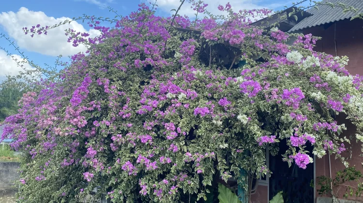 Hobi Bougenville Hidupkan Budaya Berkebun di Rumah