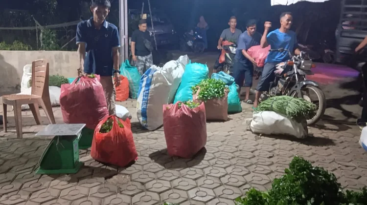 Harga Seledri Anjlok, Petani di Desa Zed Harap Ada Kenaikan