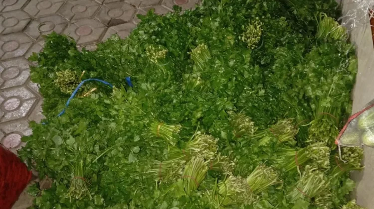 Harga Seledri Anjlok, Petani di Desa Zed Harap Ada Kenaikan