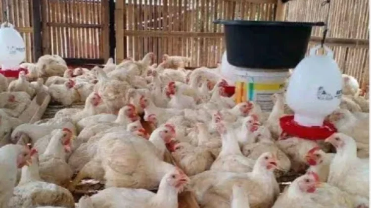 Dinpanpertan Bangka Pastikan Stok Ayam Aman untuk Kebutuhan Masyarakat