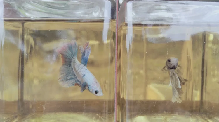 Pedagang Sarankan Pakan Hidup untuk Ikan Cupang agar Lebih Sehat