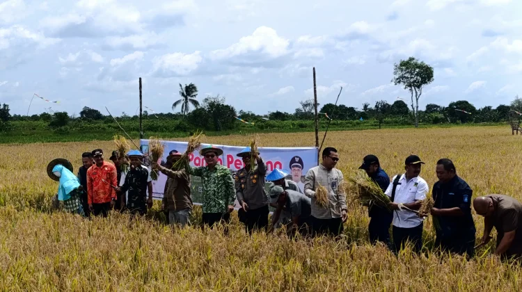 Pemkab Beltim Perkuat Pertanian Melalui Panen Perdana Agro Wisata Nujau Hijau