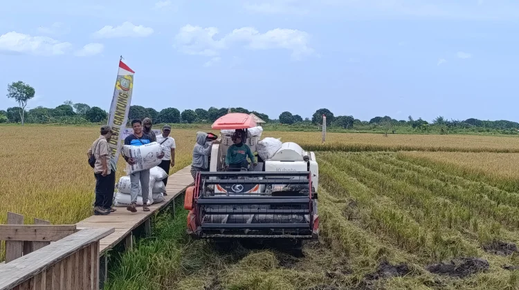 Panen Perdana Padi di Agrowisata Nujau Hijau Gantung