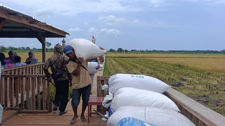 Petani Sawah Nujau Gantung Tetap Tanam Padi di tengah Ancaman Kemarau