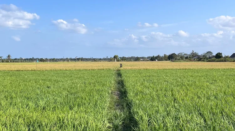 Keretak Sawah Nujau dari Lahan Tidur Menjadi Tempat Wisata