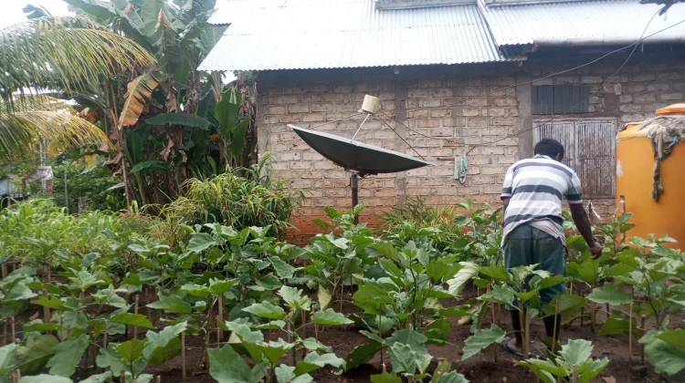 Cara Seperadik Bangka Jaga Produktivitas Pangan di Musim Kemarau