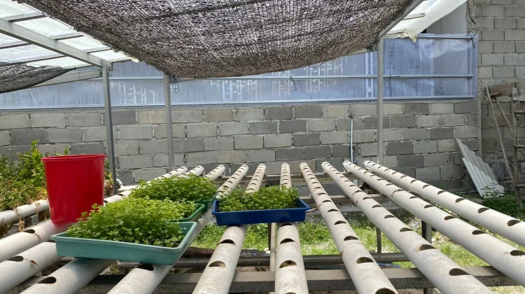 H.E Farmhouse Semai Benih Seledri Hidroponik