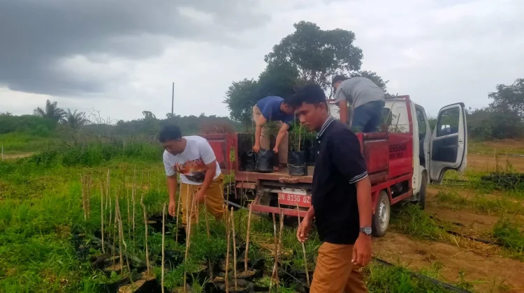 Kelurahan Surya Timur Terima Bantuan Seribu Bibit Cabai Program Gencar