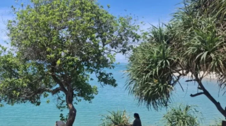 Pohon Ikonik Pantai Batu Ketak Tarik Antrean Pengunjung untuk Berfoto