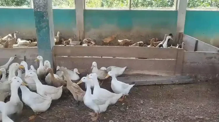 Pemdes Kurnia Jaya Kembangkan Produksi Telur Bebek untuk Dukung Ketahanan Pangan
