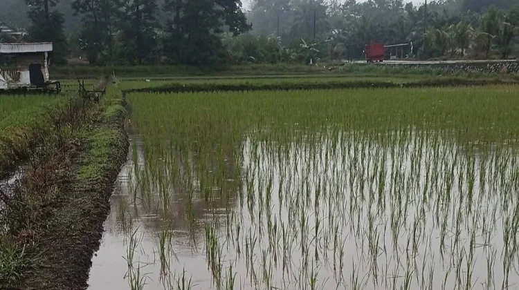 Lima Embung Sawah Dibangun di Bangka
