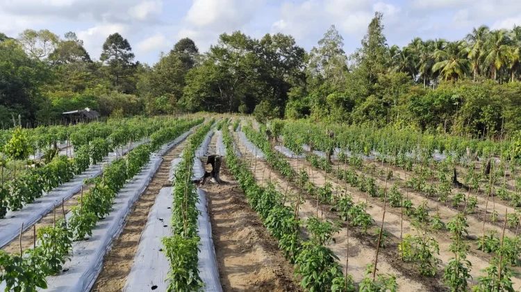 Anomali Cuaca Ancam Pertanian, Petani Beltim Perketat Perawatan Tanaman