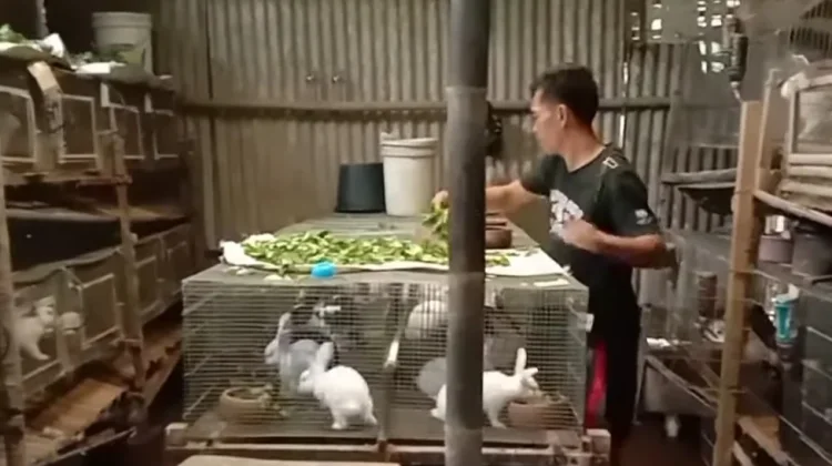 Ternak Kelinci Pemula Menjanjikan, Kunci Pakan Tepat