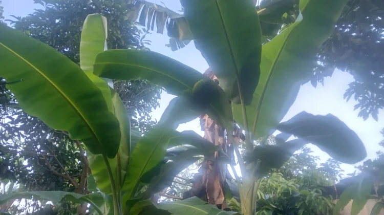 Manfaat Daun Pisang di Keseharian Masyarakat