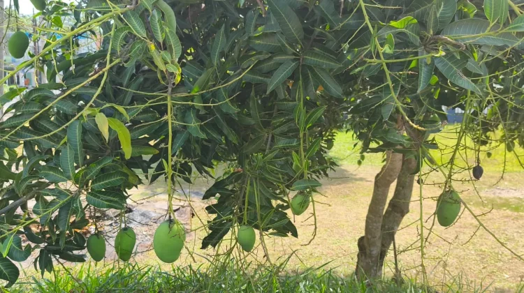 Warga Sungailiat Nikmati Musim Mangga Muda