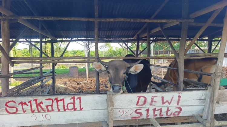 Distangan Beltim Pastikan Stok dan Kesehatan Hewan Kurban Aman