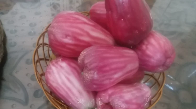 Jambu Jamaika, Buah Tropis yang Kaya Manfaatnya