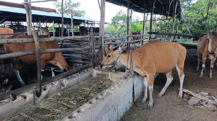 Bantuan Sapi Presiden untuk Iduladha Prioritaskan Peternak Lokal Beltim