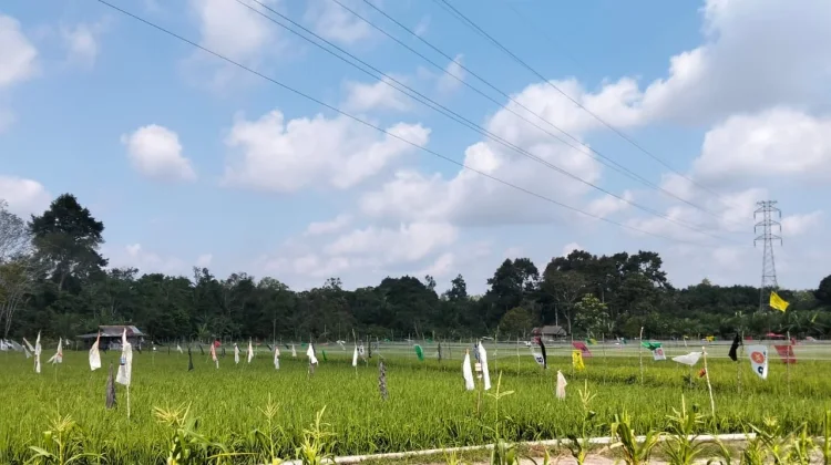 Bantuan Pupuk Subsidi Fokuskan pada Lahan Sawah di Bangka