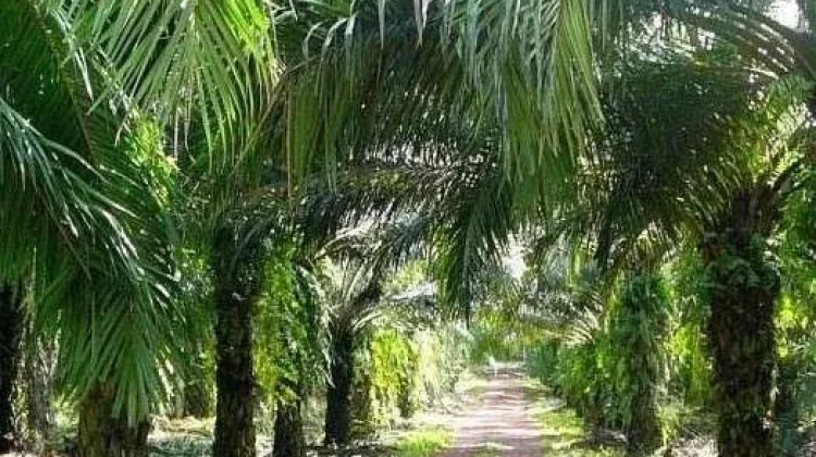 Dinpanpertan Bangka Sosialisasi Program Peremajaan Sawit Rakyat