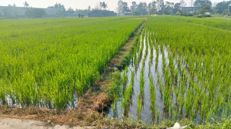 Penyaluran Pupuk Subsidi Pemerintah demi Produktivitas Petani Sawah