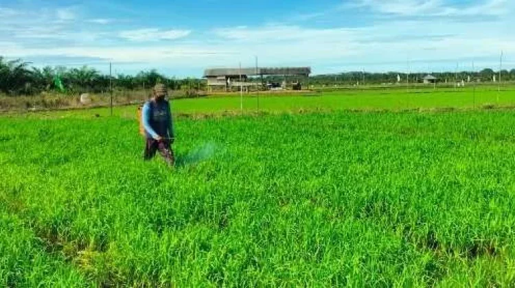 Halo RRI: Aduan Mengenai Permasalahan Bantuan Sawah