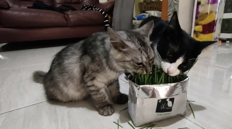 Manfaat Catgrass untuk Kucing Peliharaan di Rumah
