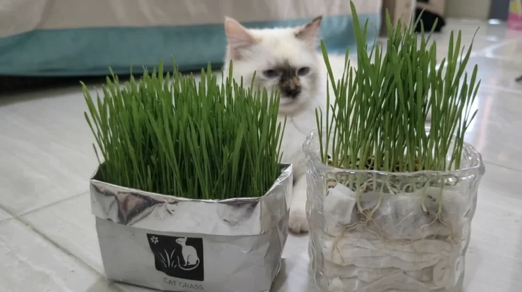 Menanam Catgrass Mudah dengan Media Tanam Tisu