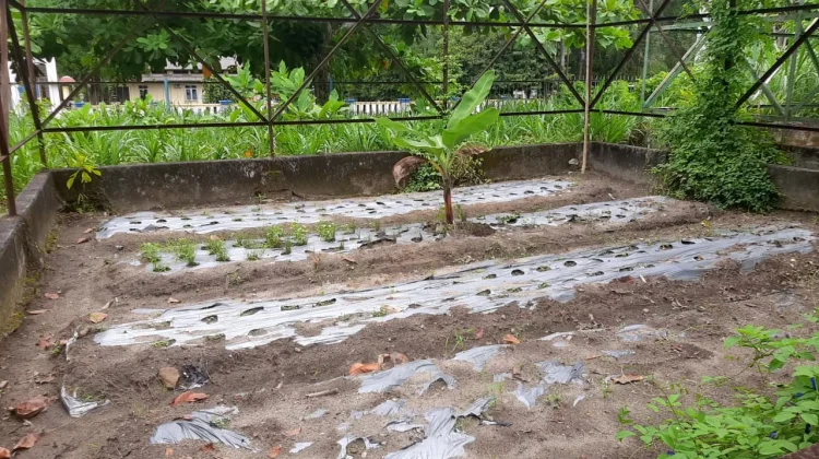 Kemarau Panjang Berpotensi Pengaruhi Ketahanan Pangan di Bangka