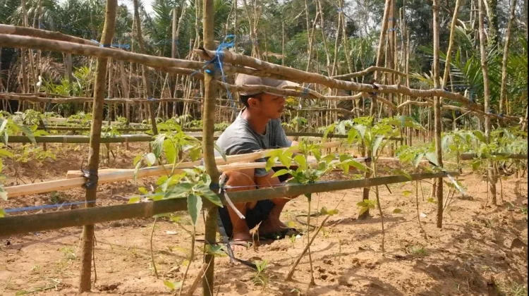 Perubahan Cuaca di Kabupaten Bangka Jadi Perhatian Sektor Pertanian