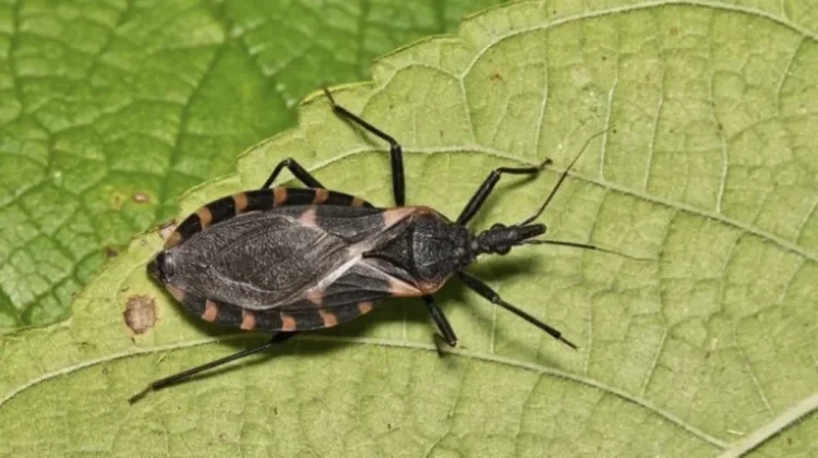Jaga Kebersihan Cegah Risiko Penyakit Chagas