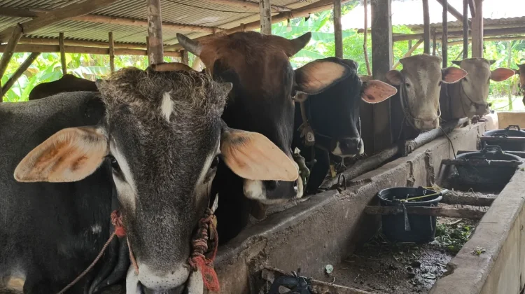 Dinpanpertan Bangka akan Periksa Kesehatan Hewan Kurban